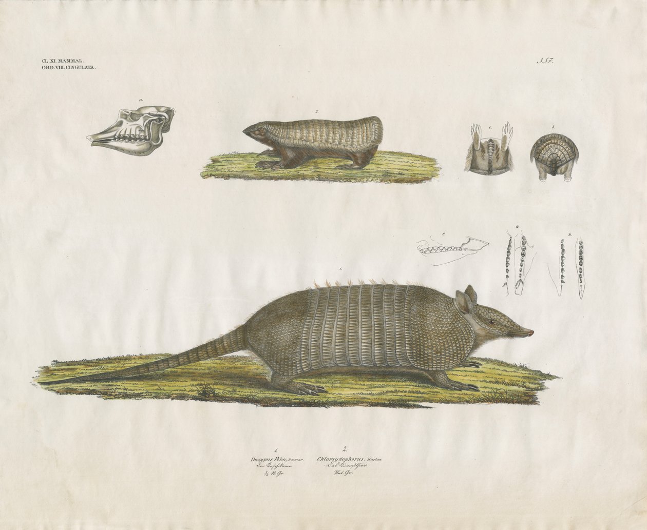 Armadillos z czaszką i strukturami zębowymi (ręcznie kolorowana litografia) autorstwa Anstalt Arnz & Co.
