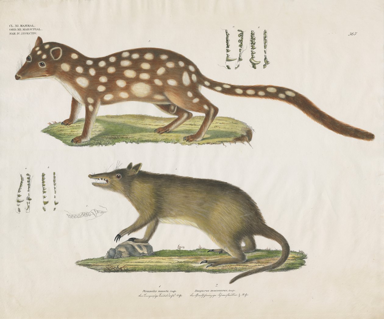 Australijskie torbacze ze szczegółami anatomicznymi (ręcznie kolorowana litografia) autorstwa Anstalt Arnz & Co.