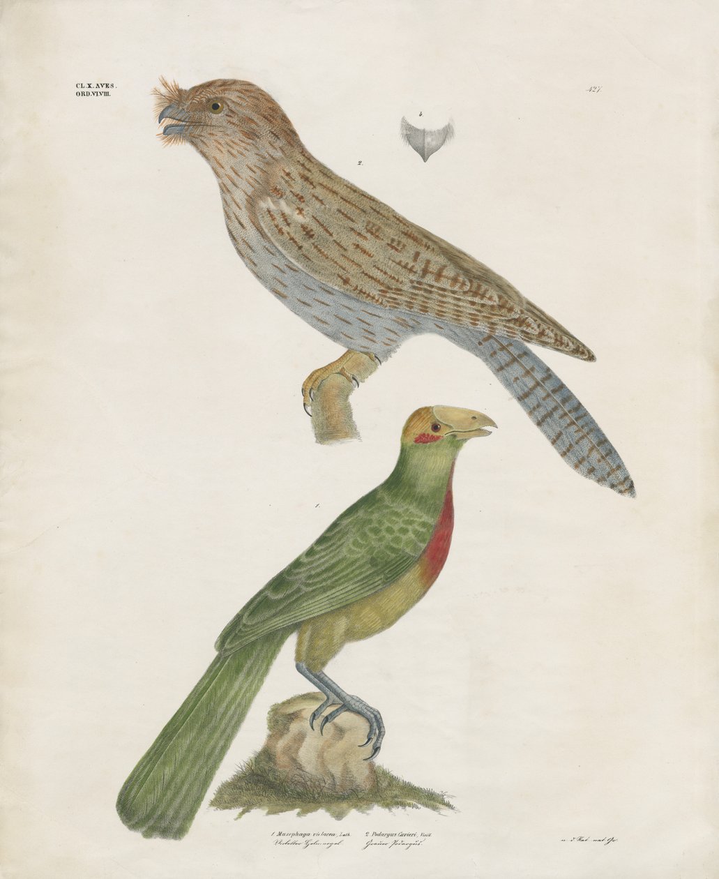 Barbet i wałek (ręcznie kolorowana litografia) autorstwa Anstalt Arnz & Co.
