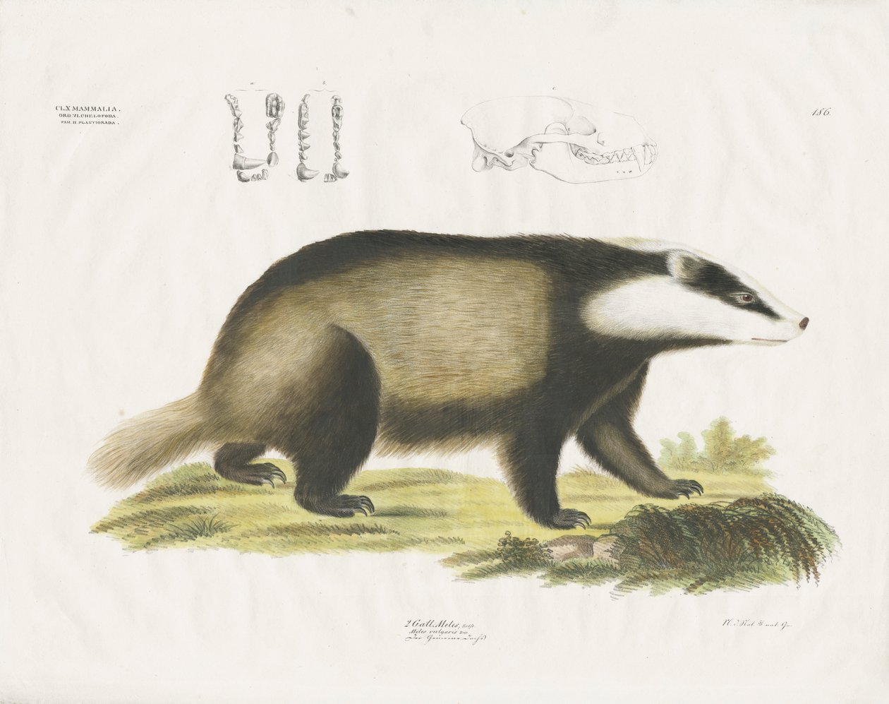Borsuk europejski z ilustracją czaszki (ręcznie kolorowana litografia) autorstwa Anstalt Arnz & Co.