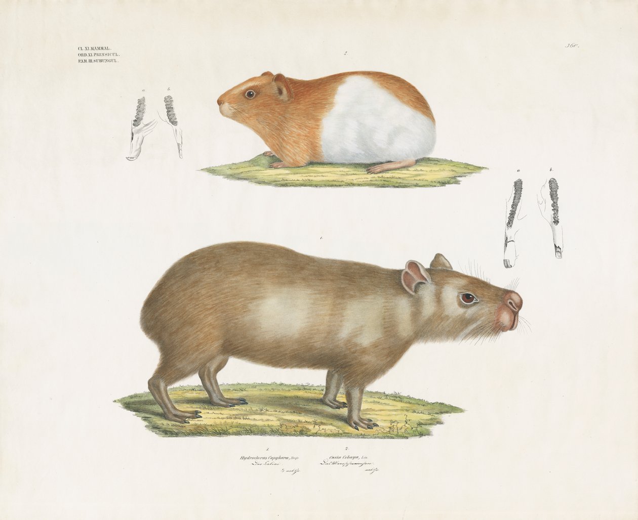 Świnka morska i kapibara z ilustracjami dentystycznymi (ręcznie kolorowana litografia) autorstwa Anstalt Arnz & Co.