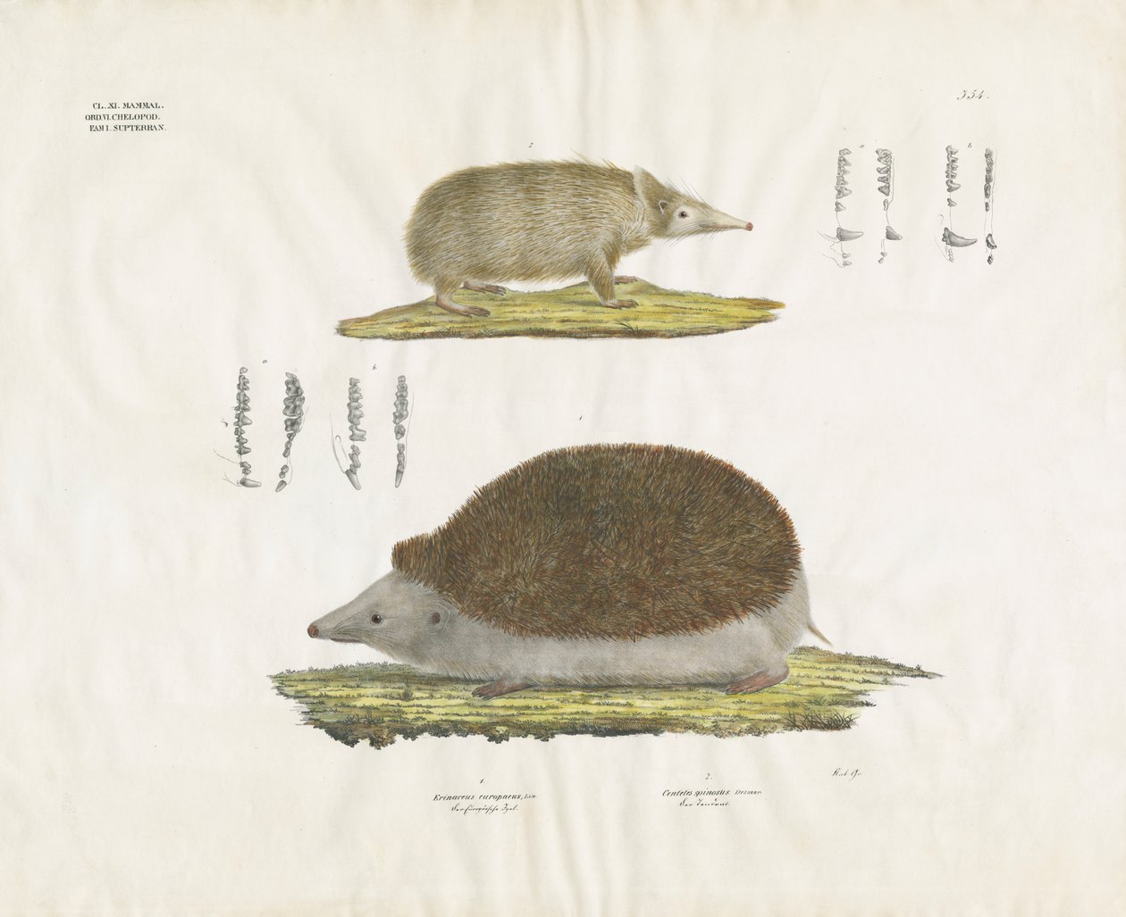 Jeż i Tenrec ze szczegółami anatomicznymi (ręcznie kolorowana litografia) autorstwa Anstalt Arnz & Co.