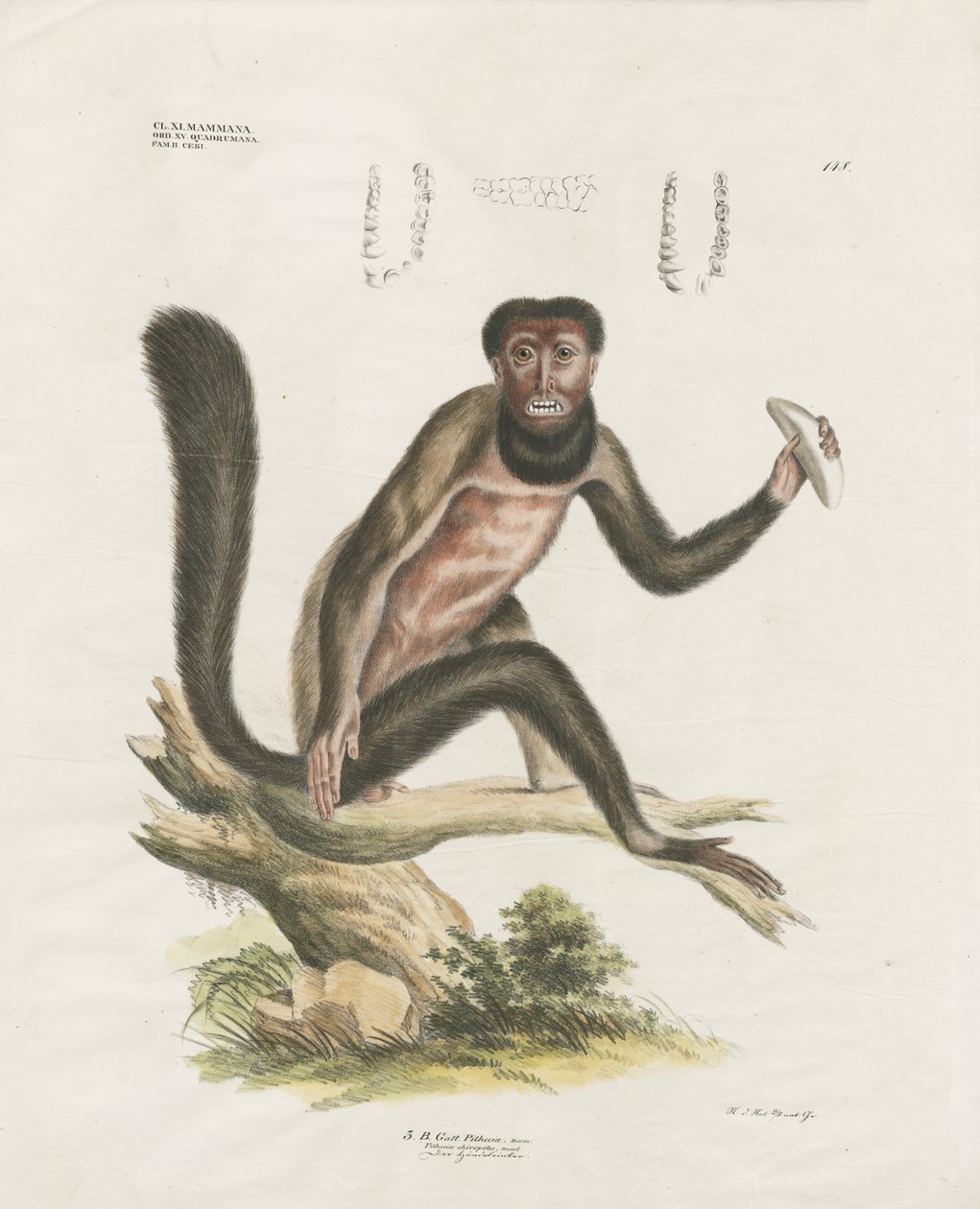 Wyjec czerwony ze szczegółami anatomicznymi (ręcznie kolorowana litografia) autorstwa Anstalt Arnz & Co.