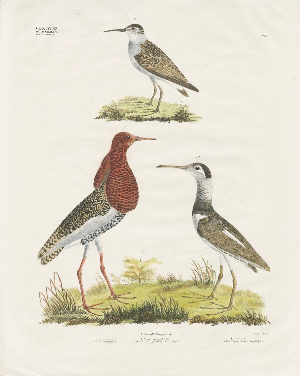 Sandpipers and Ruff (ręcznie kolorowana litografia) autorstwa Anstalt Arnz & Co.