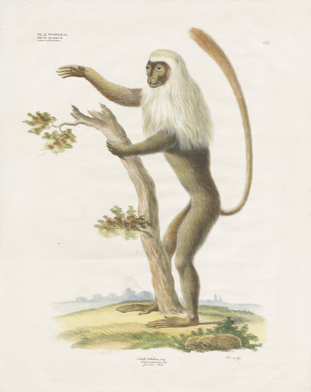 Lutung srebrzysty na drzewie (litografia ręcznie kolorowana) autorstwa Anstalt Arnz & Co.