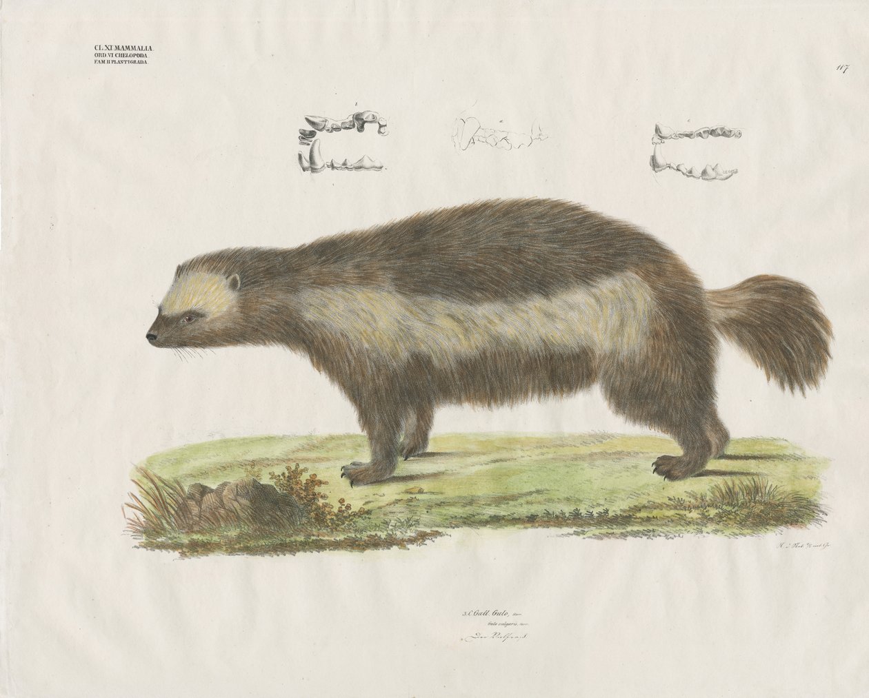 Wolverine z detalami uzębienia (ręcznie kolorowana litografia) autorstwa Anstalt Arnz & Co.