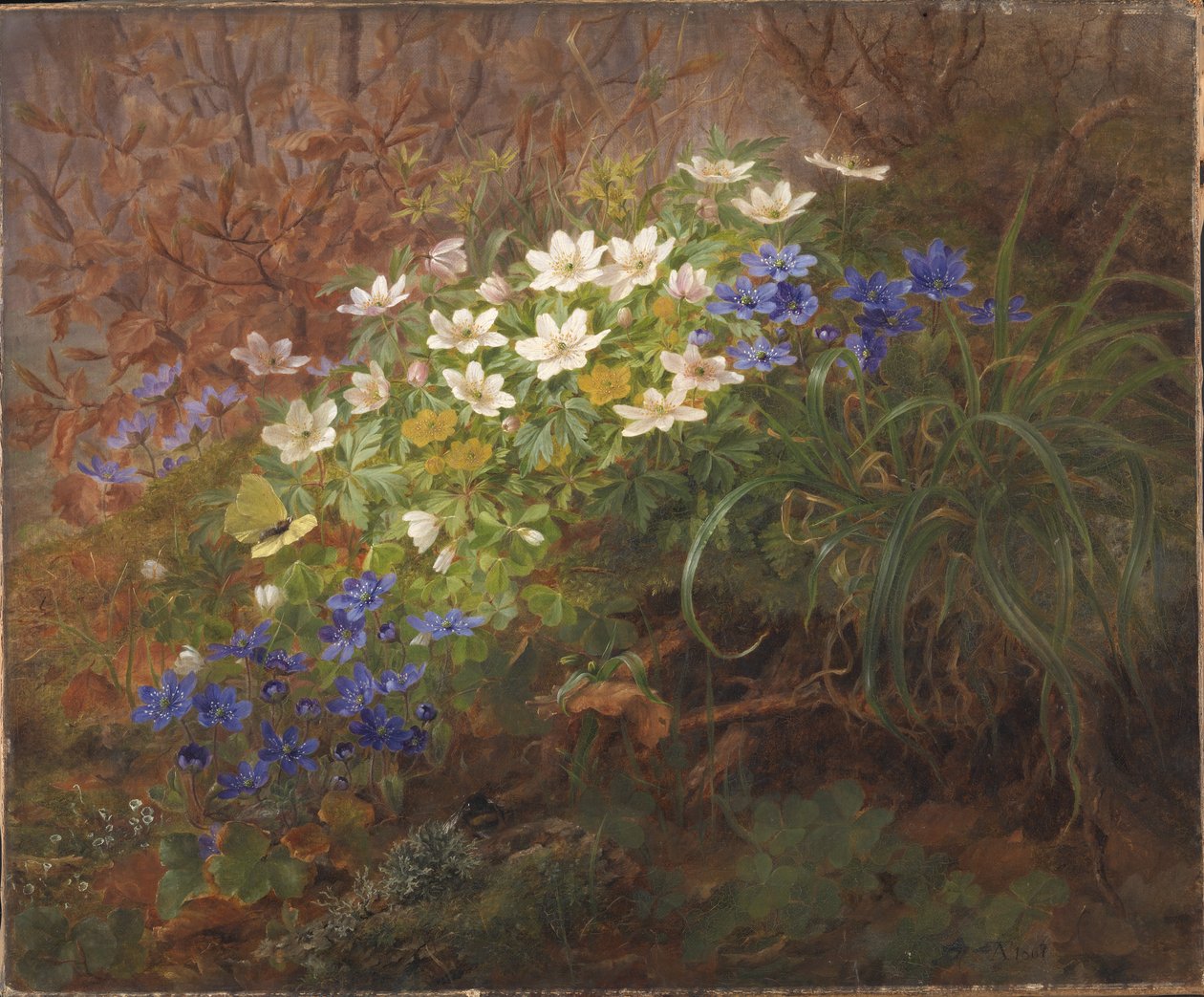 Zawilce autorstwa Anthonie Christensen