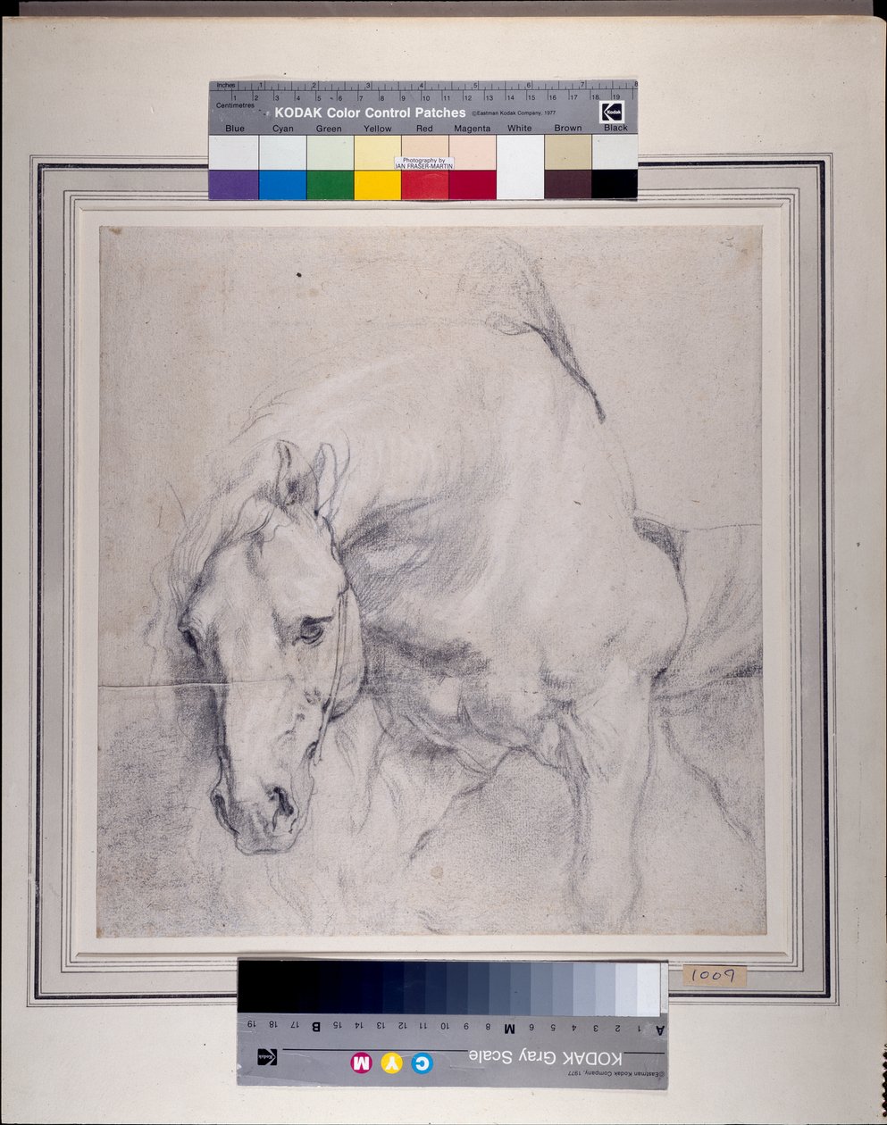 Głowa i przednie ćwiartki szarego konia (czarna kreda wzmocniona bielą na papierze) autorstwa Anthony van Dyck
