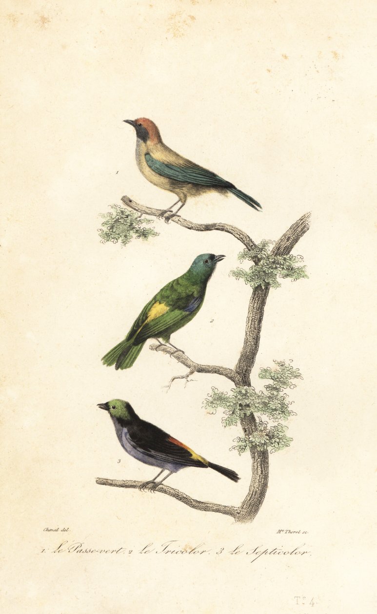 Tanager oksydowany, zielonogłowy i rajski tanage autorstwa Antoine (after) Chazal