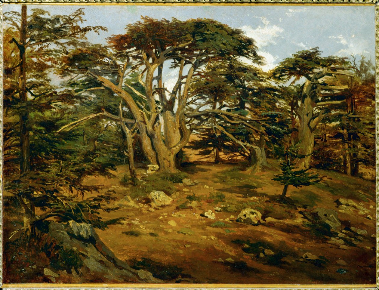 Les vieux cedres sur le Mont Liban - Stare cedry w paśmie Libanu ... autorstwa Antoine Alphonse Montfort