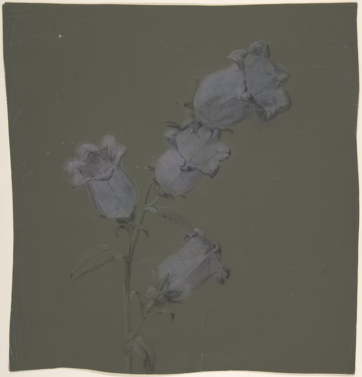 Spray Canterbury Bells autorstwa Antoine Berjon