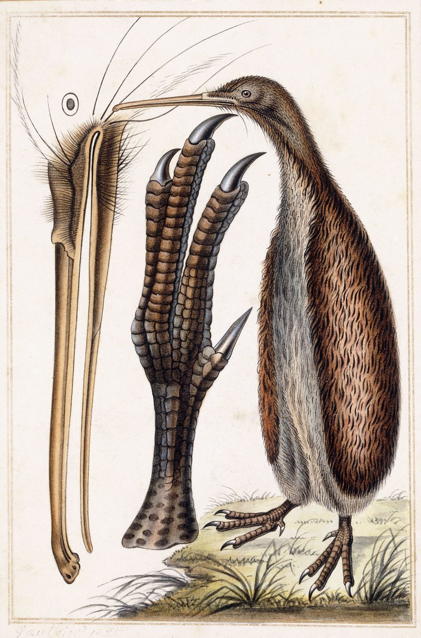 kiwi autorstwa Antoine Charles Vauthier