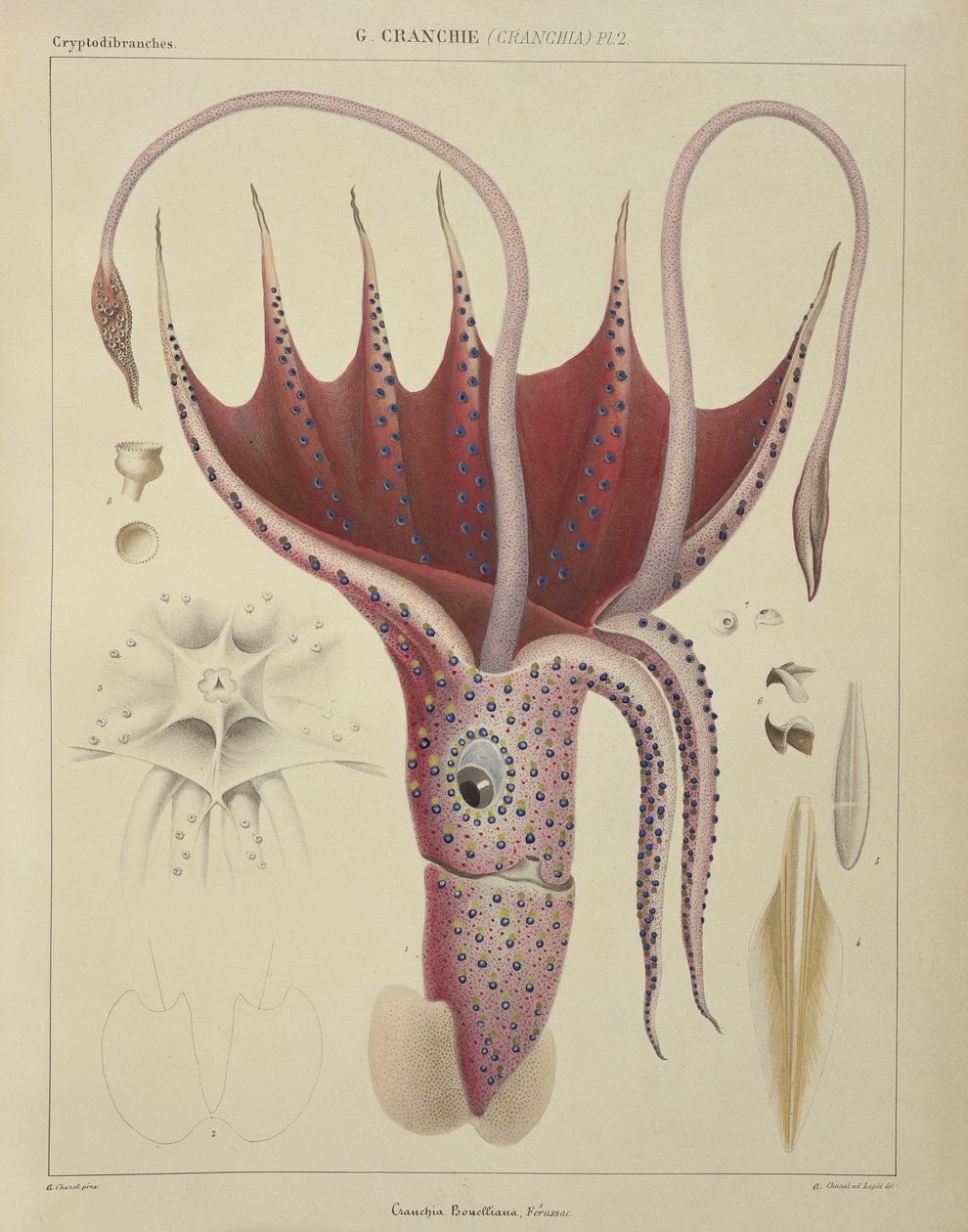 Kalmary, pl. 2 z „Histoire Naturelle Generale et Particuliere des Cephalopodes Acetabuliferes”, wyd. Ferussac und D