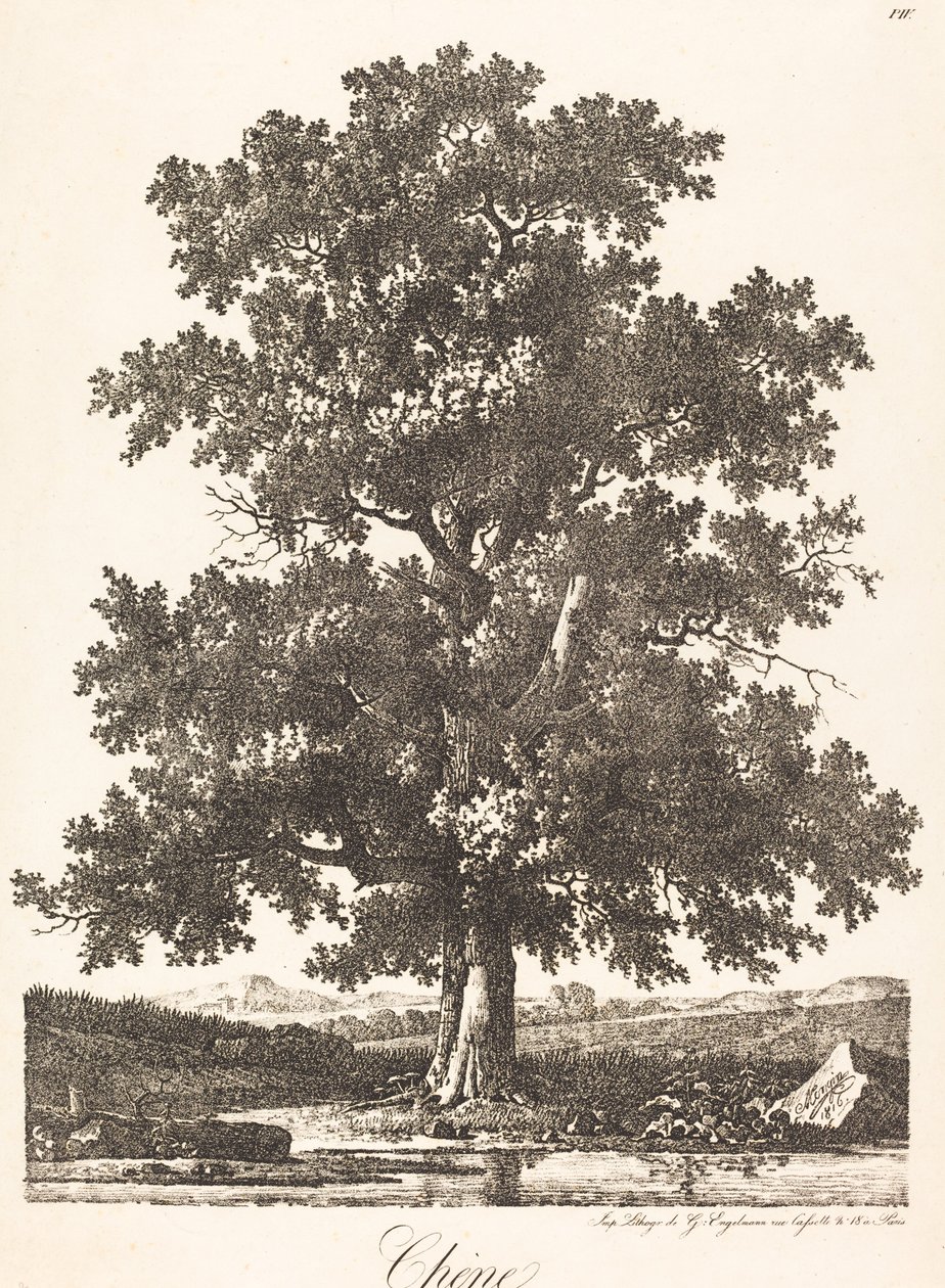 Chene (dąb) autorstwa Antoine Pierre Mongin