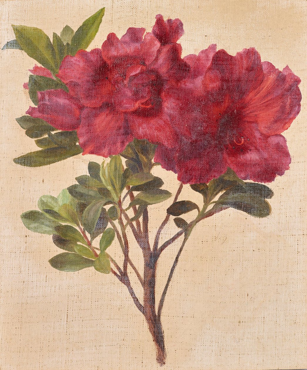 Rododendrony autorstwa Anton Hartinger