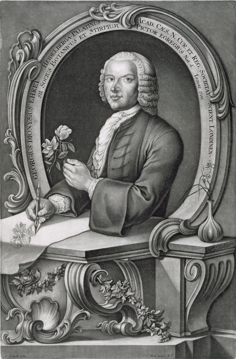 Portret Georga Dionizego Ehreta (1710-70) rytowany przez Johanna Jakoba Haida (1704-67) autorstwa Anton Heckel
