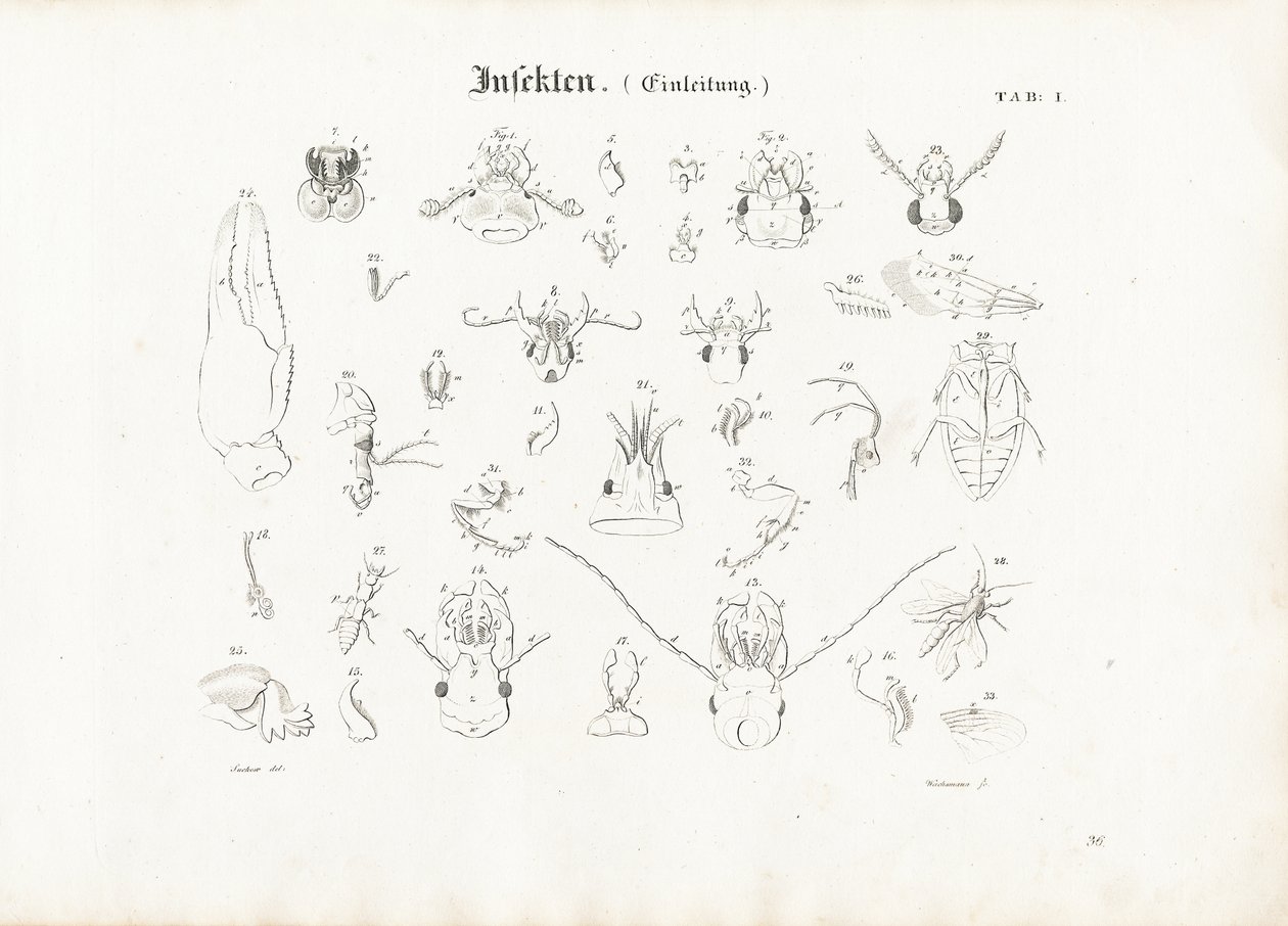 Anatomia owadów autorstwa Anton Wachsmann