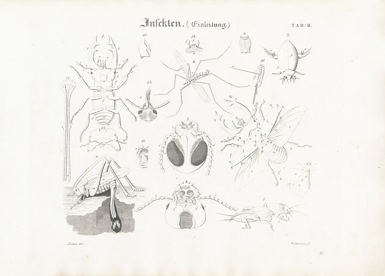 Anatomia owadów autorstwa Anton Wachsmann