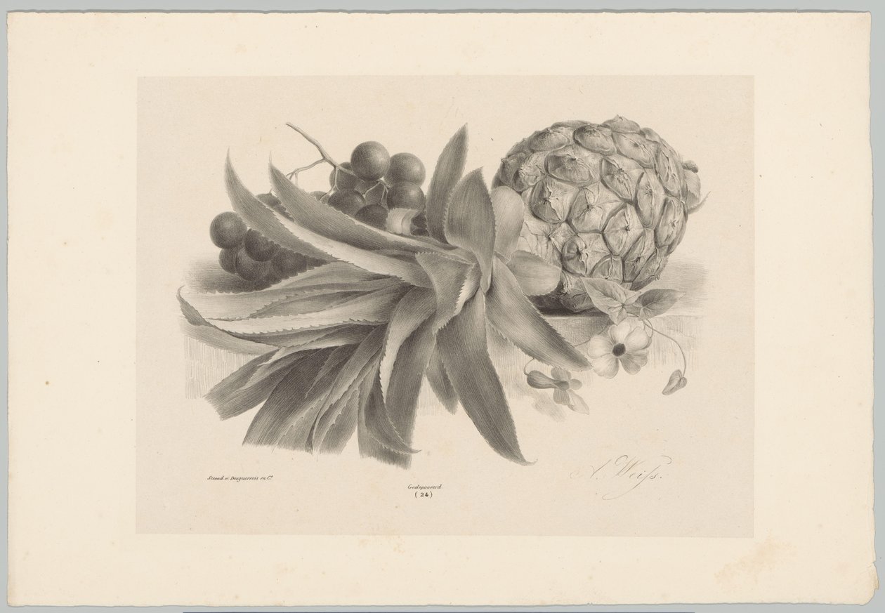 Ananas i winogrona Studia kwiatowe i owocowe (...) 10. odcinek (tytuł serii) autorstwa Anton Weiss