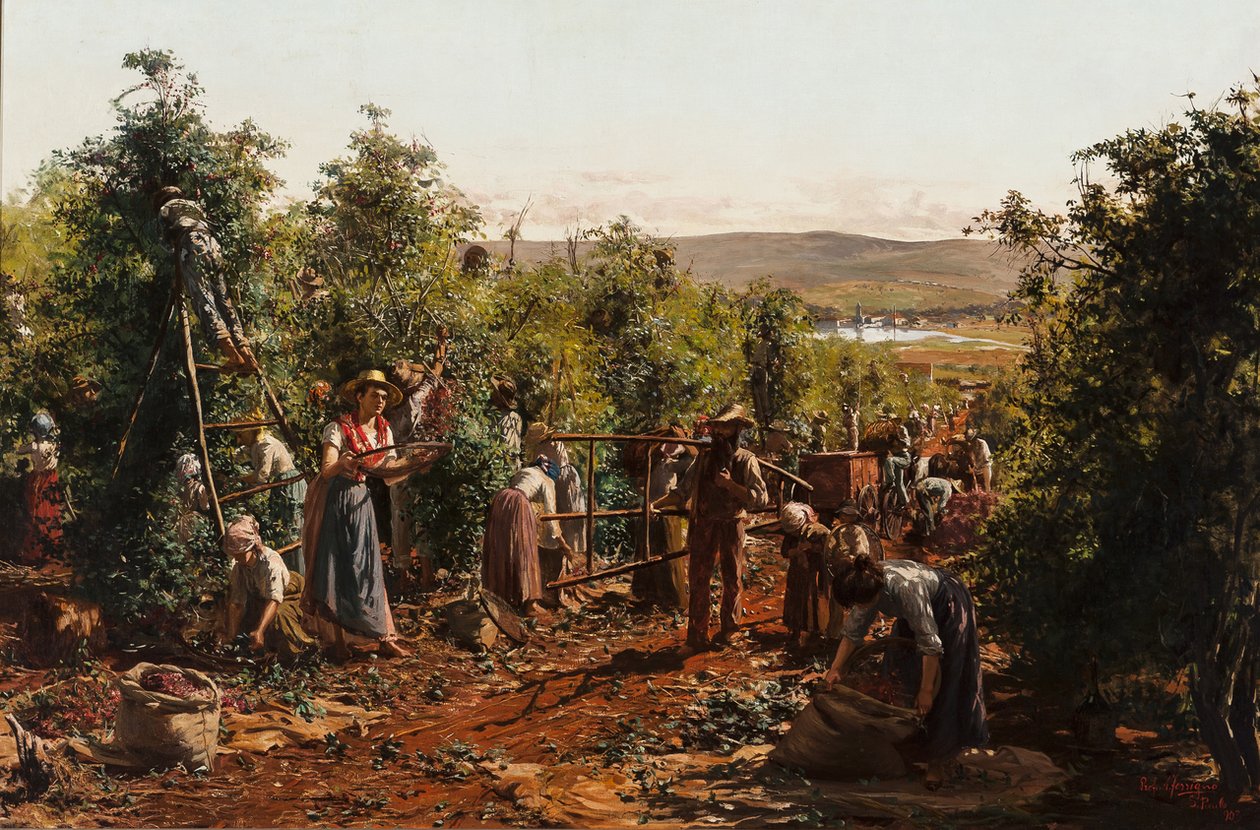 Żniwa, Fazenda Santa Gertrudes - Araras, SPn autorstwa Antonio Ferrigno