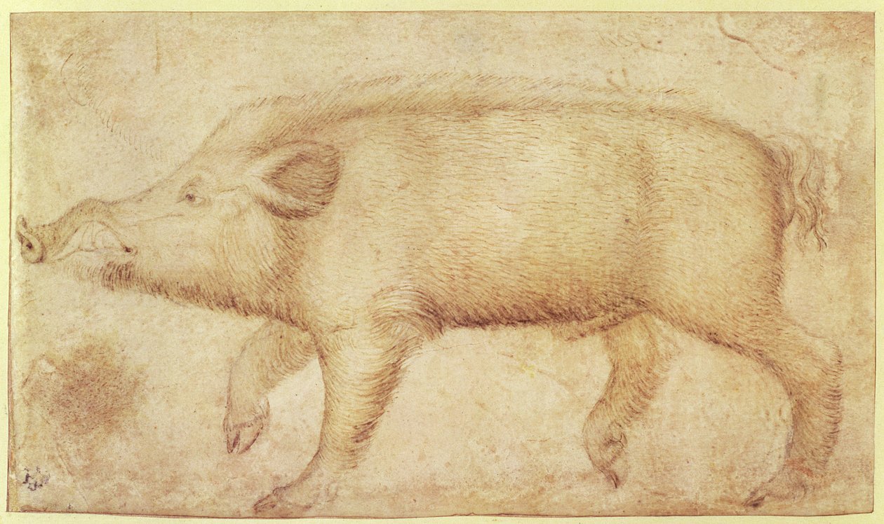 Dzik (kreda i tusz na welinie) autorstwa Antonio Pisanello