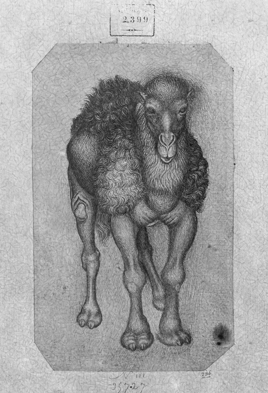 Dromader, z albumu Vallardi autorstwa Antonio Pisanello