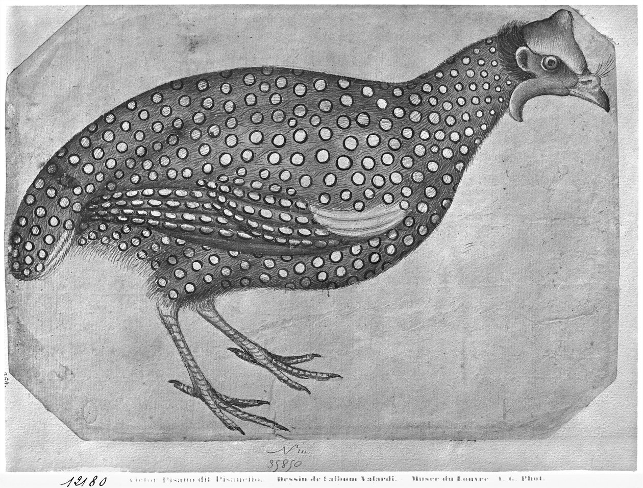 Perliczka, z albumu Vallardi (pióro i atrament i toaleta na papierze) autorstwa Antonio Pisanello