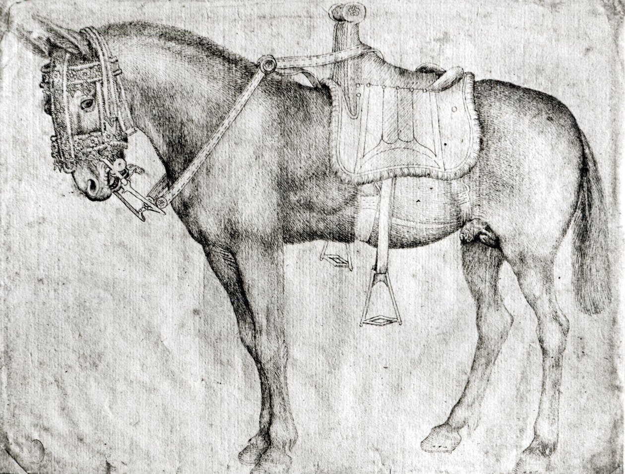 Mule, z albumu Vallardi autorstwa Antonio Pisanello