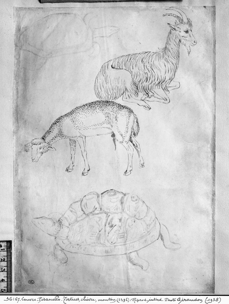 Dwa żółwie, koza i owca, z albumu The Vallardi autorstwa Antonio Pisanello