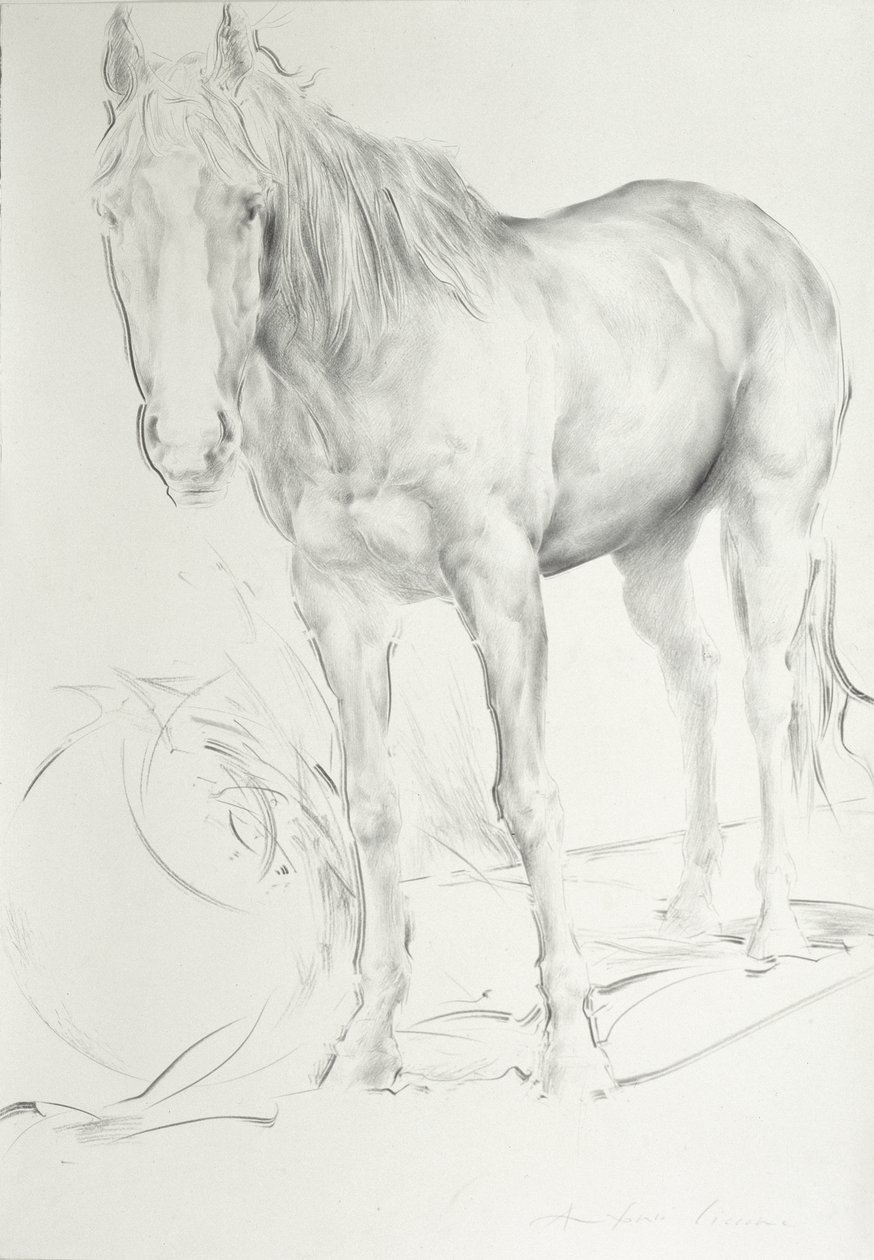 Koń w Coolmore, 1990 (węgiel na papierze) autorstwa Antonio Ciccone
