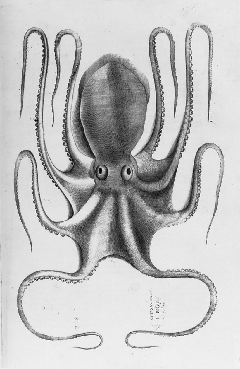 Ilustracja z „Aquatilium animantium historia, liber primus” Ippolita Salvianiego, 1554 autorstwa Antonio Lafreri