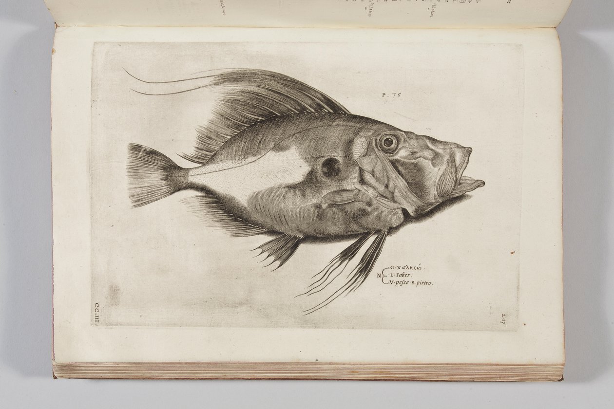 Ilustracja z „Aquatilium animantium historia, liber primus” Ippolita Salvianiego, 1554 autorstwa Antonio Lafreri