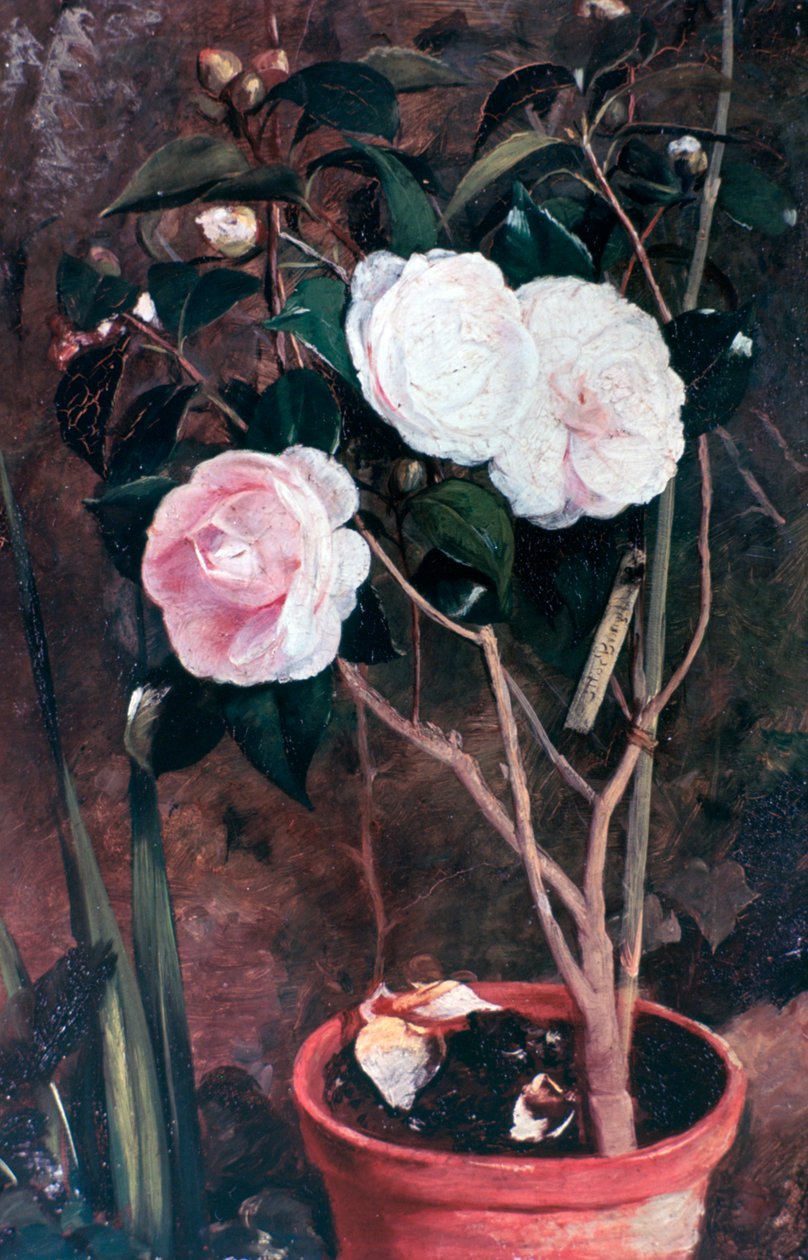 Kamelie, XIX wiek autorstwa Antonio Maria Fabres y Costa