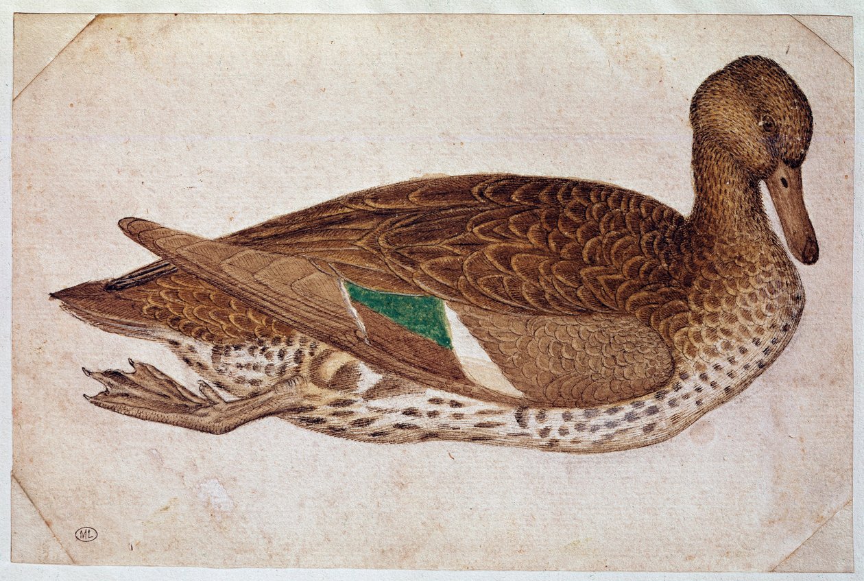 Cyraneczka zimowa, pływająca, z profilu po prawej stronie. Rysunek Pisano Antonio di Puccio dit il Pisanello (1380-1455), ca. 1430-40. akwarela, brązowy tusz, czarny kamień, pióro (rysunek), białe mieszkania. Wymiary: 14x21,2cm. Luwr, Gabinet dessins autorstwa Antonio Pisanello