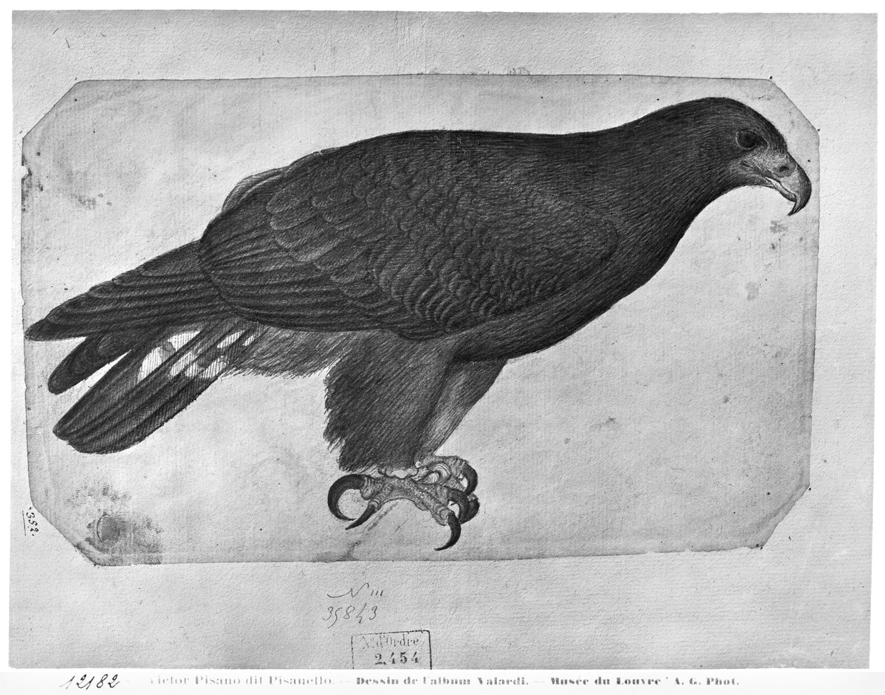 Hawk, z albumu Vallardi (ołówek i wc na papierze) autorstwa Antonio Pisanello