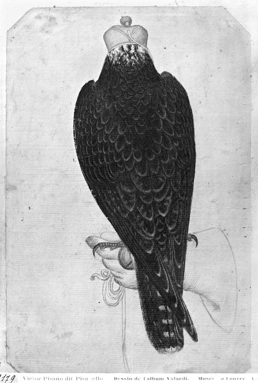 Jastrząb na dłoni, widziany od tyłu, z albumu Vallardi (pióro i atrament i toaleta na papierze) autorstwa Antonio Pisanello