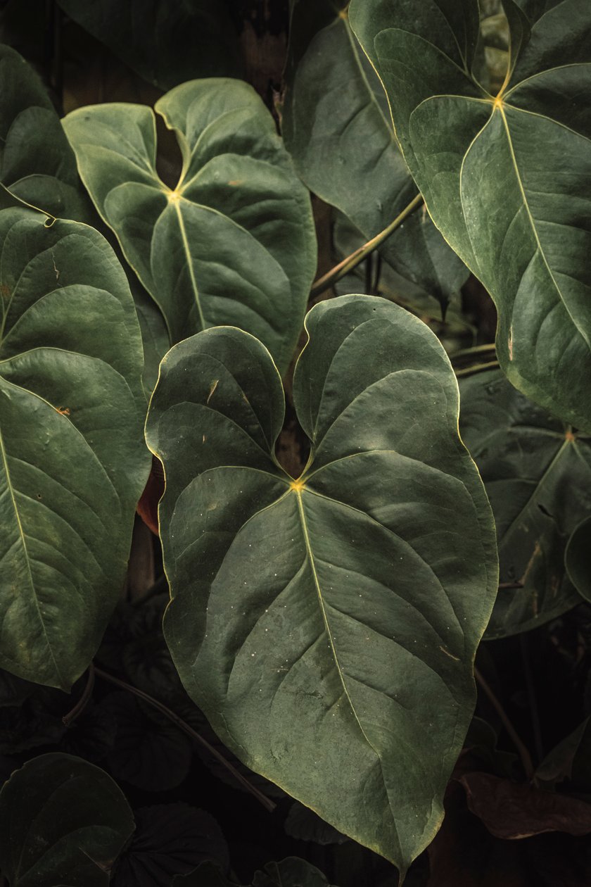 Anthurium Andraeanum V, 2024 (fotografia cyfrowa) autorstwa Antonio Schubert
