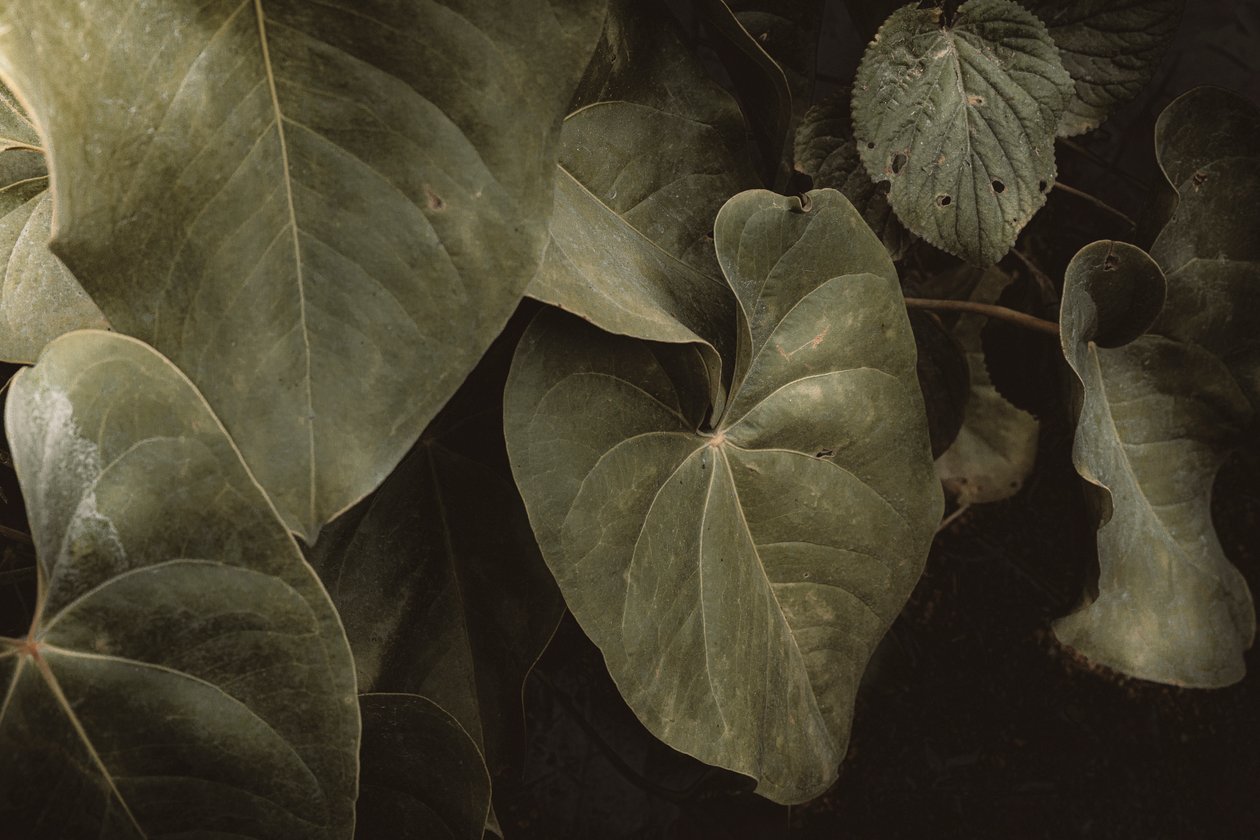 Anthurium Andraeanum, XVI e, Petrópolis, Rio de Janeiro, Brazylia, 2025 r. (zdjęcie) autorstwa Antonio Schubert