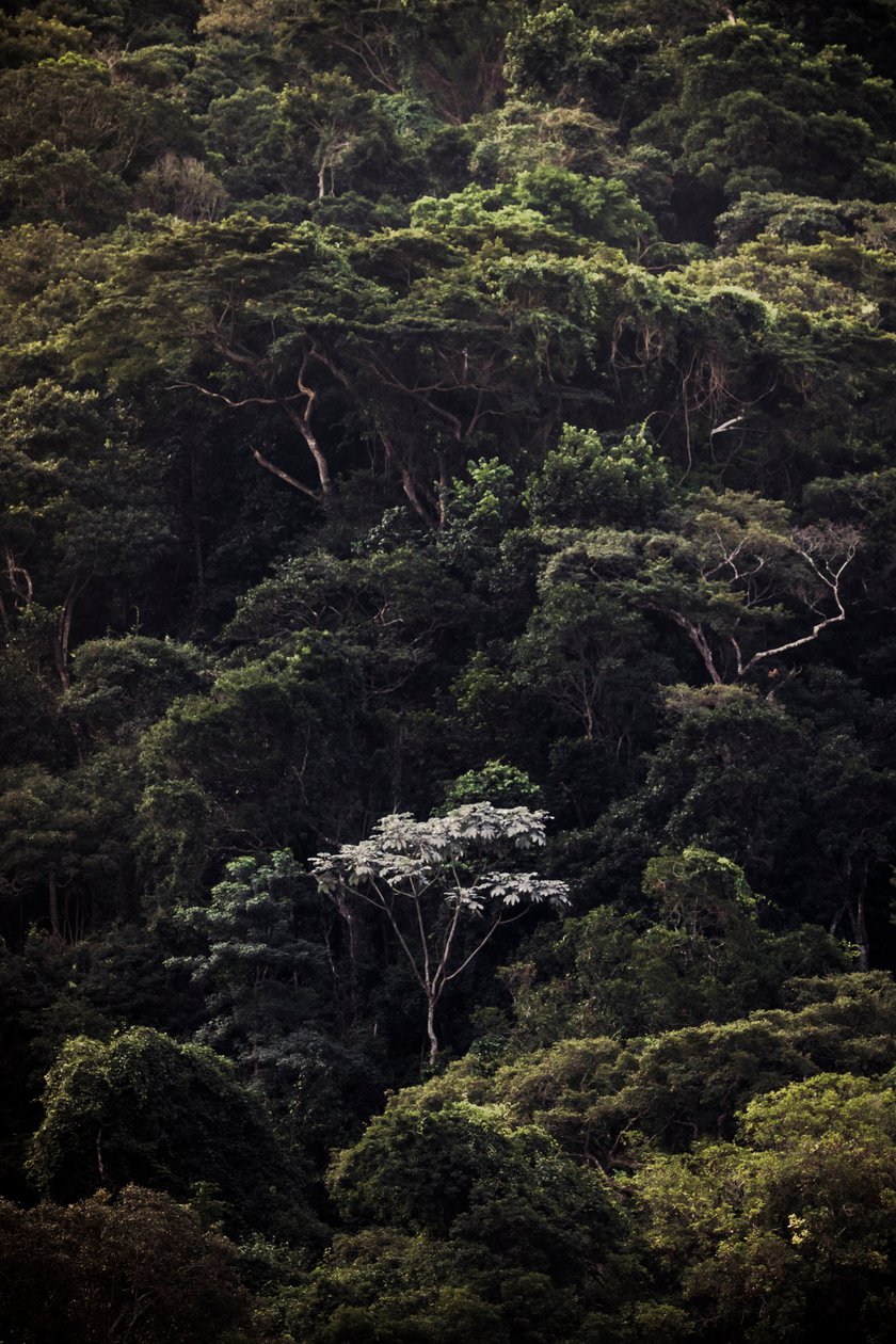 Embauba III, 2019 (zdjęcie cyfrowe) autorstwa Antonio Schubert