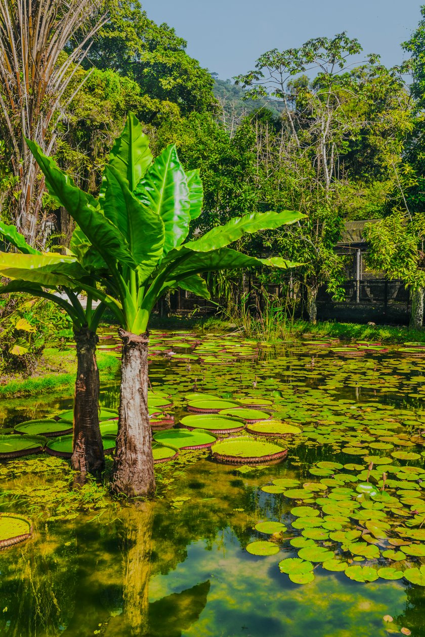 Jardim Amazonico, 2024 r. (fotografia cyfrowa) autorstwa Antonio Schubert