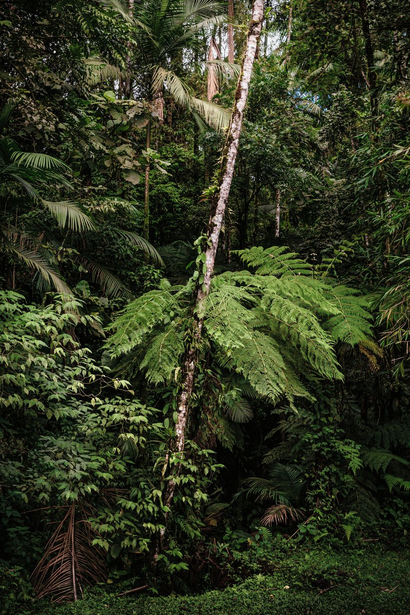 Mantiqueira XXXIV, 2015 (zdjęcie cyfrowe) autorstwa Antonio Schubert