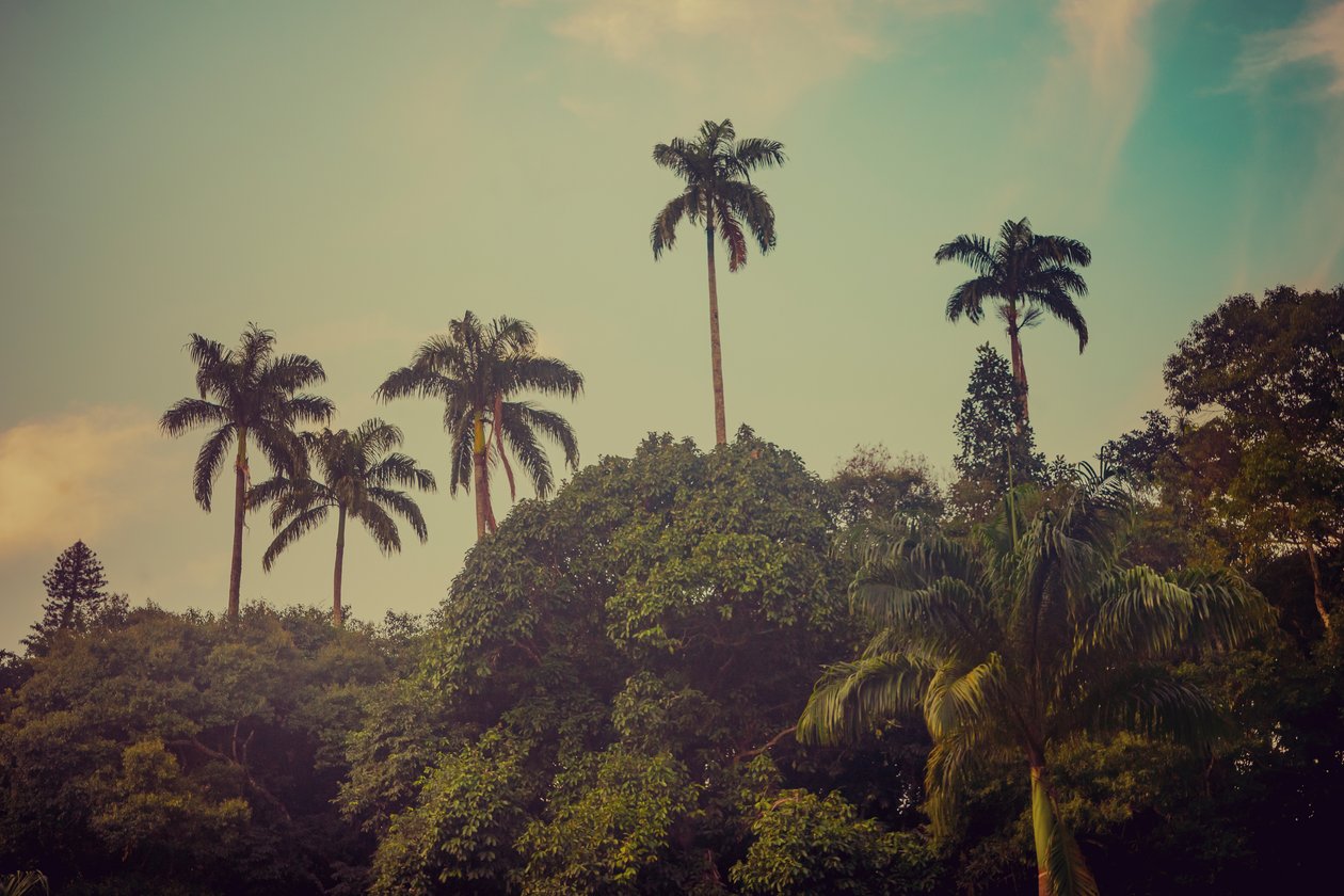 Palm Trees II, 2022 r. autorstwa Antonio Schubert