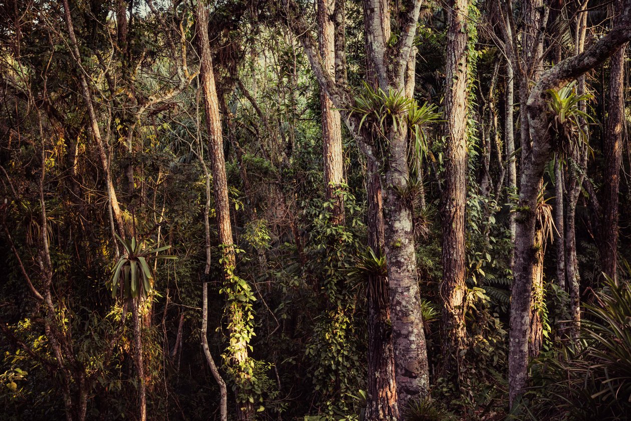 Rain Forest IV, 2021 r. (zdjęcie ilustracyjne) autorstwa Antonio Schubert