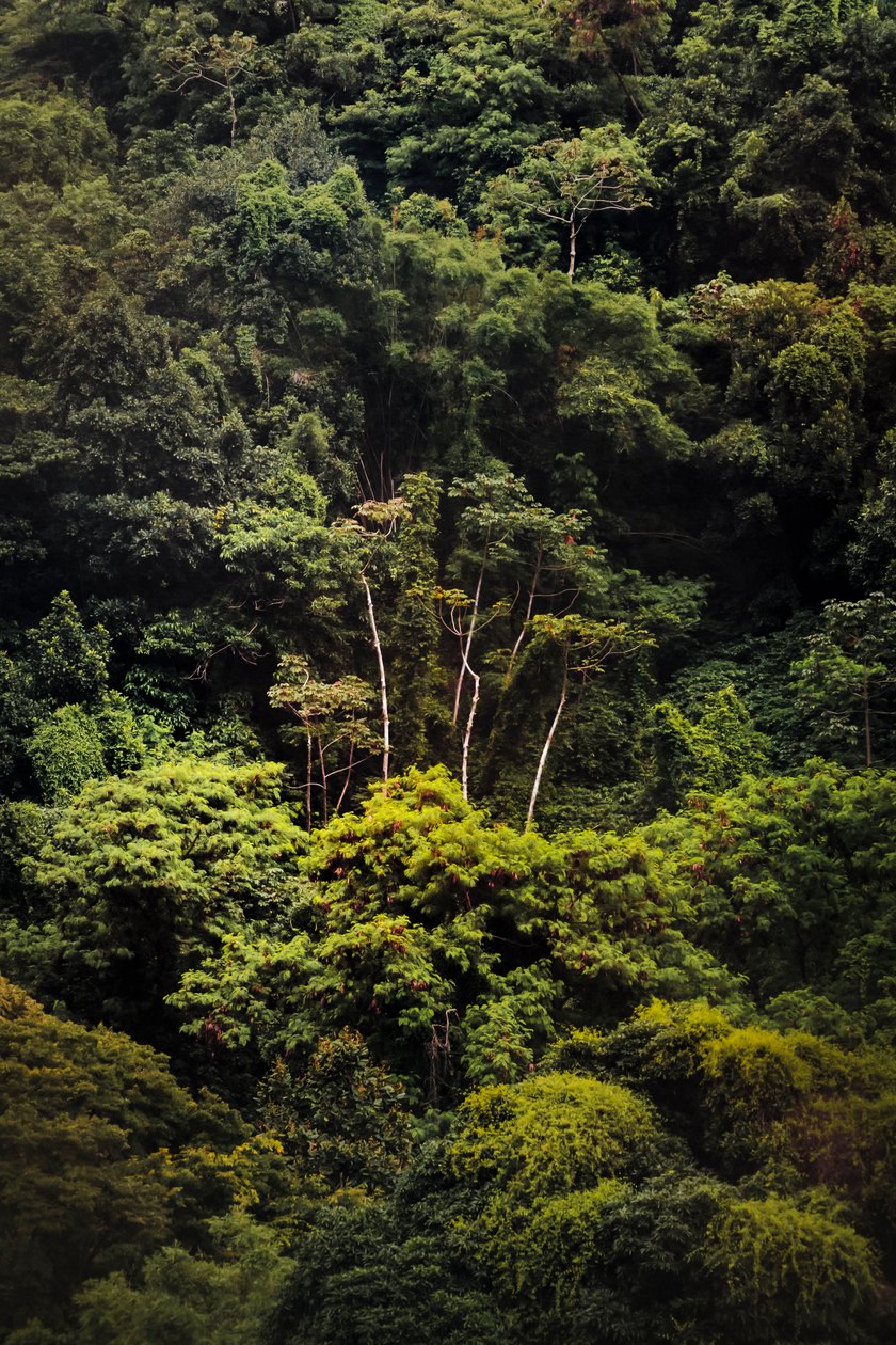Rain Forest IX, 2018 (zdjęcie cyfrowe) autorstwa Antonio Schubert