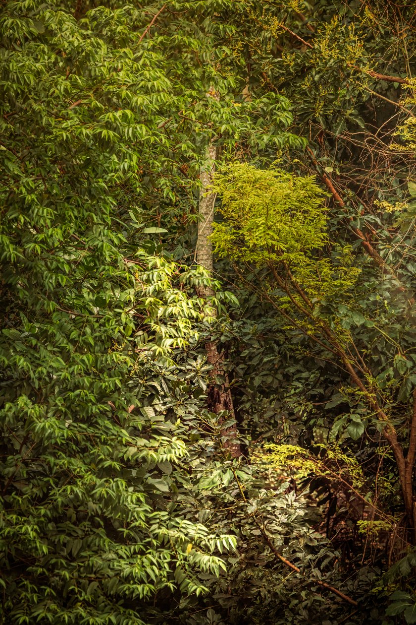 Rain Forest VIII, 2020 (zdjęcie cyfrowe) autorstwa Antonio Schubert