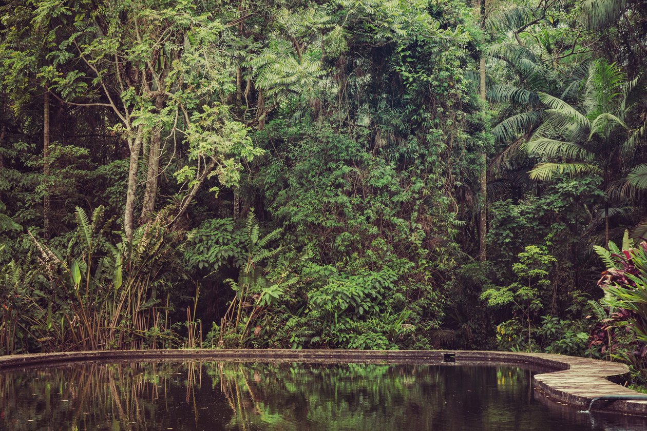 Rain Forest VI, 2021 (zdjęcie cyfrowe) autorstwa Antonio Schubert