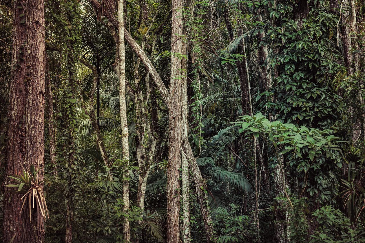 Rain Forest V, 2021 (zdjęcie cyfrowe) autorstwa Antonio Schubert