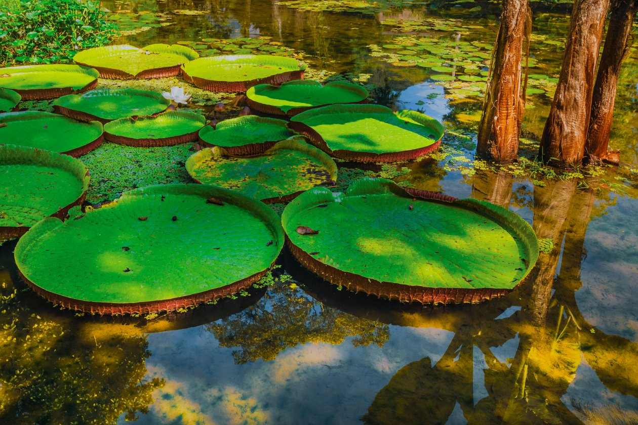 Victoria Amazonica, 2024 r. (fotografia cyfrowa) autorstwa Antonio Schubert