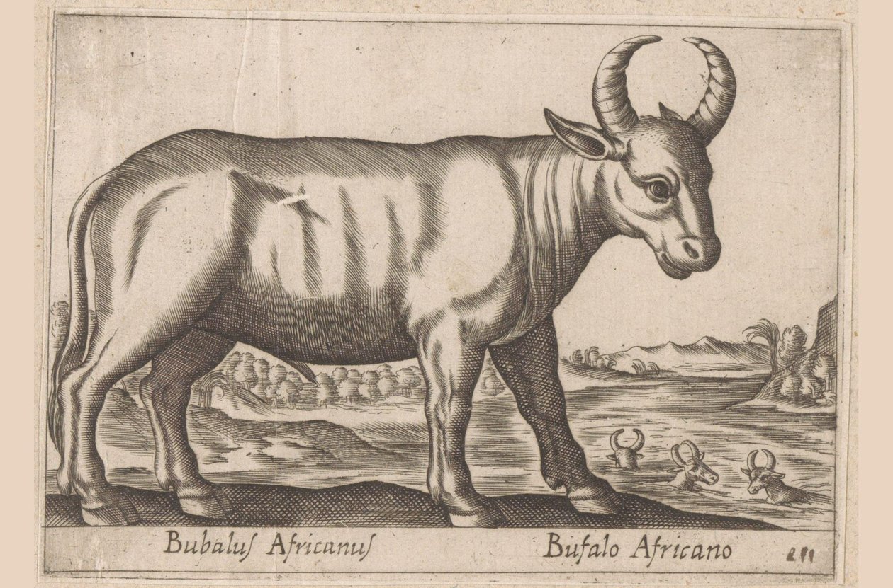Bawół afrykański Bubalus Africanus/ Bufalo Africano (tytuł na obiekcie) Zwierzęta i mityczne stworzenia (tytuł serii) Nova raccolta de li animali piu curiosi del mondo (tytuł serii) autorstwa Antonio Tempesta