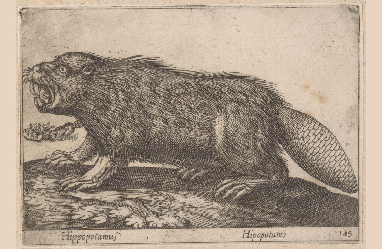Drink Hipopotam (tytuł na obiekcie) Dieren en fablewezens (tytuł serii) Nova raccolta de li animali piu curiosi del mondo (tytuł serii) autorstwa Antonio Tempesta